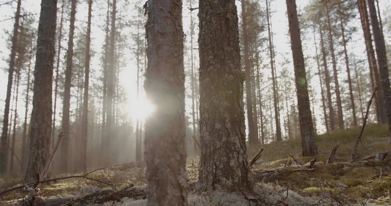 Solljus mellan träden i skogen
